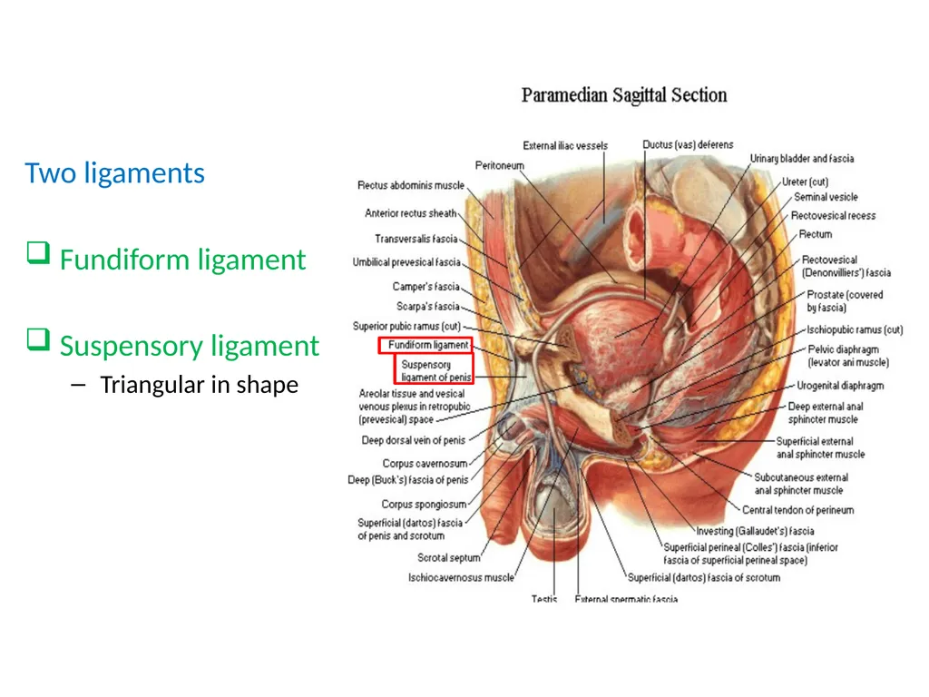 MALE EXTERNAL GENITALIA SARANGDHAR KUMAR - slide 6 of 15