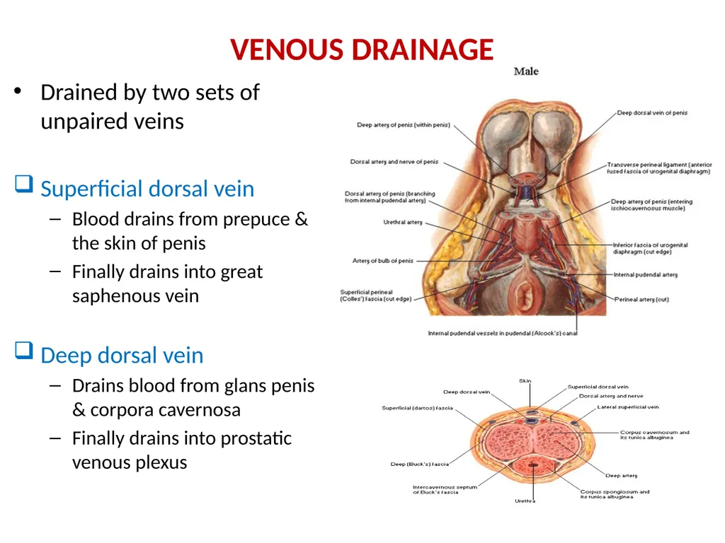 MALE EXTERNAL GENITALIA SARANGDHAR KUMAR - slide 9 of 15