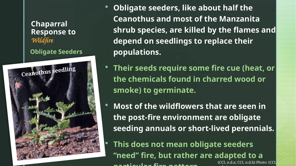fire ecology The relationship between wildfire & - slide 10 of 33