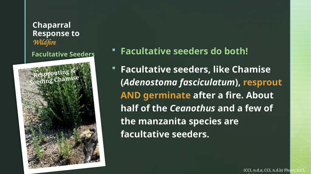 fire ecology The relationship between wildfire & - slide 11 of 33