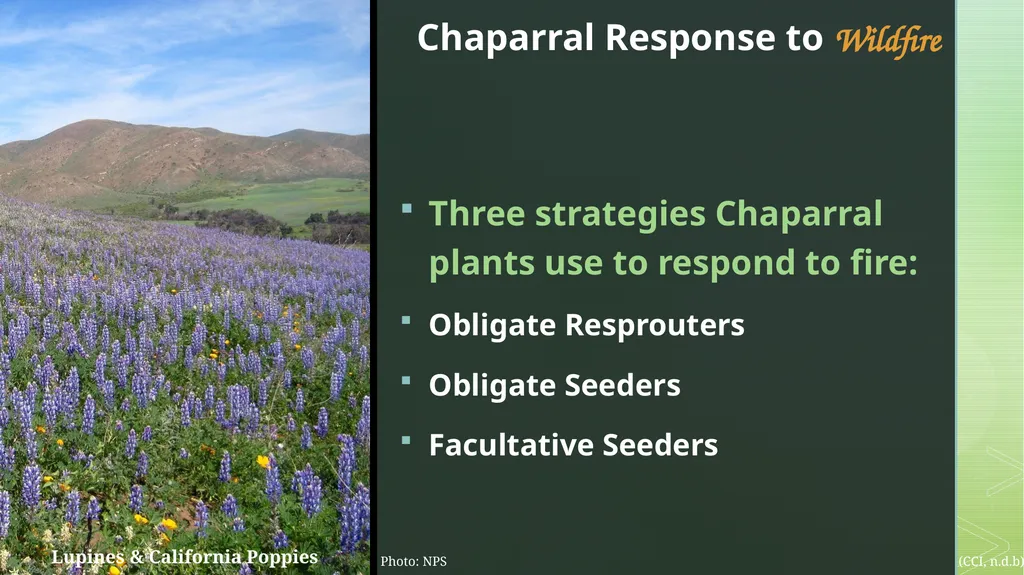 fire ecology The relationship between wildfire & - slide 8 of 33