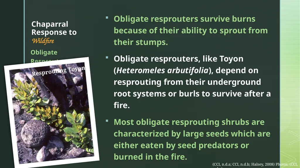 fire ecology The relationship between wildfire & - slide 9 of 33