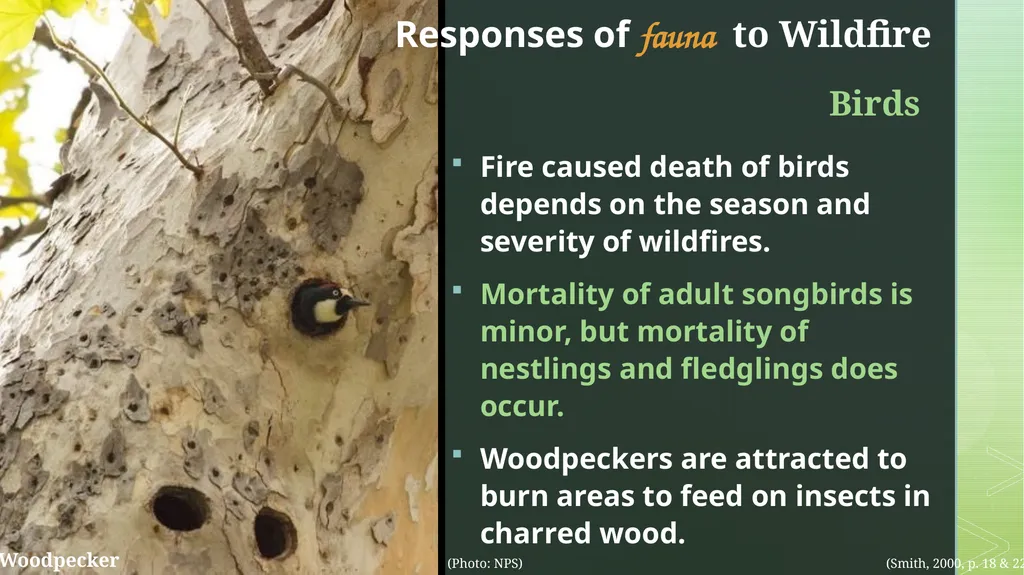 fire ecology The relationship between wildfire & - slide 18 of 33