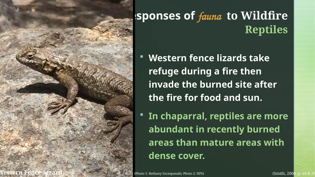 fire ecology The relationship between wildfire & - slide 20 of 33