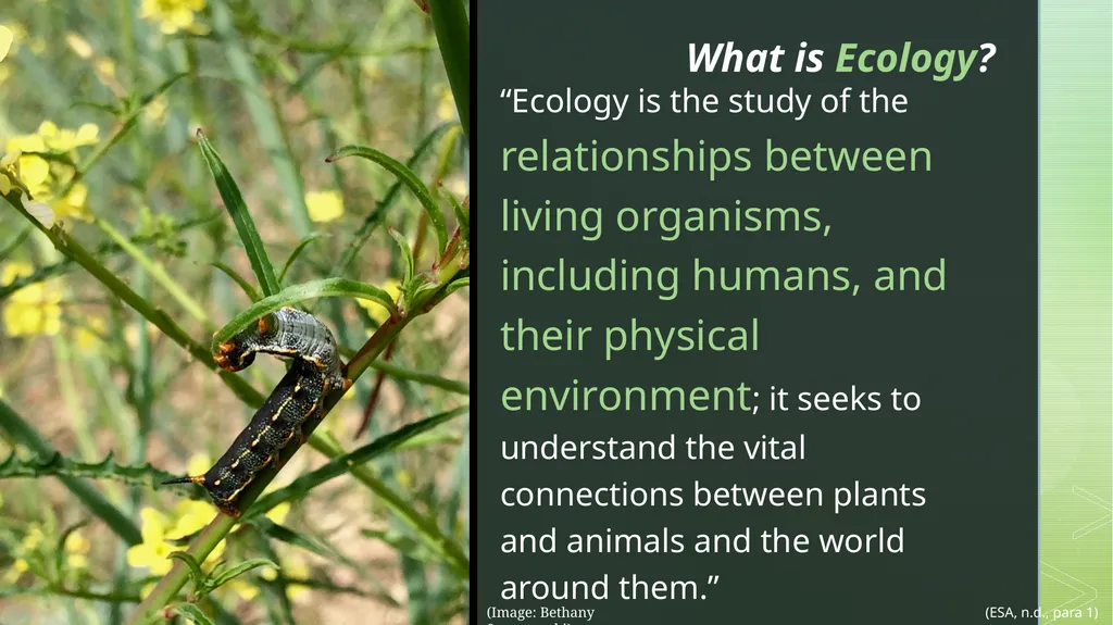 fire ecology The relationship between wildfire & - slide 2 of 33
