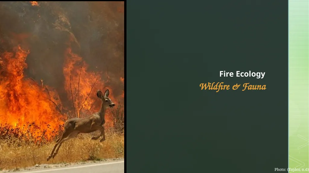 fire ecology The relationship between wildfire & - slide 16 of 33