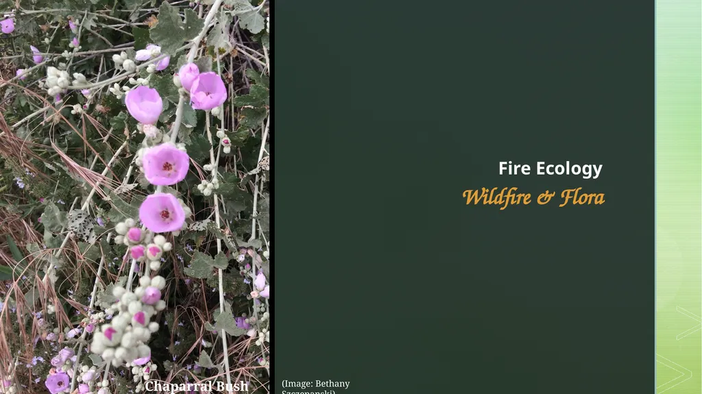 fire ecology The relationship between wildfire & - slide 4 of 33