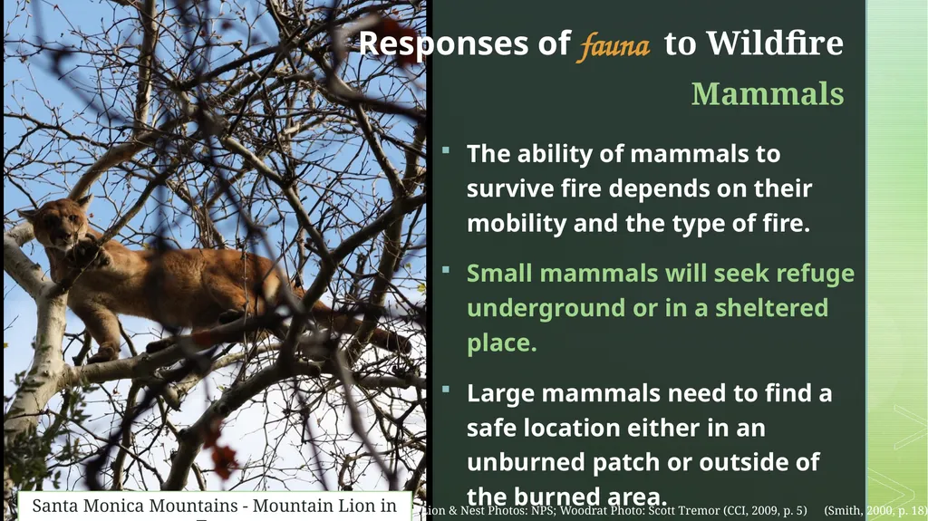 fire ecology The relationship between wildfire & - slide 19 of 33