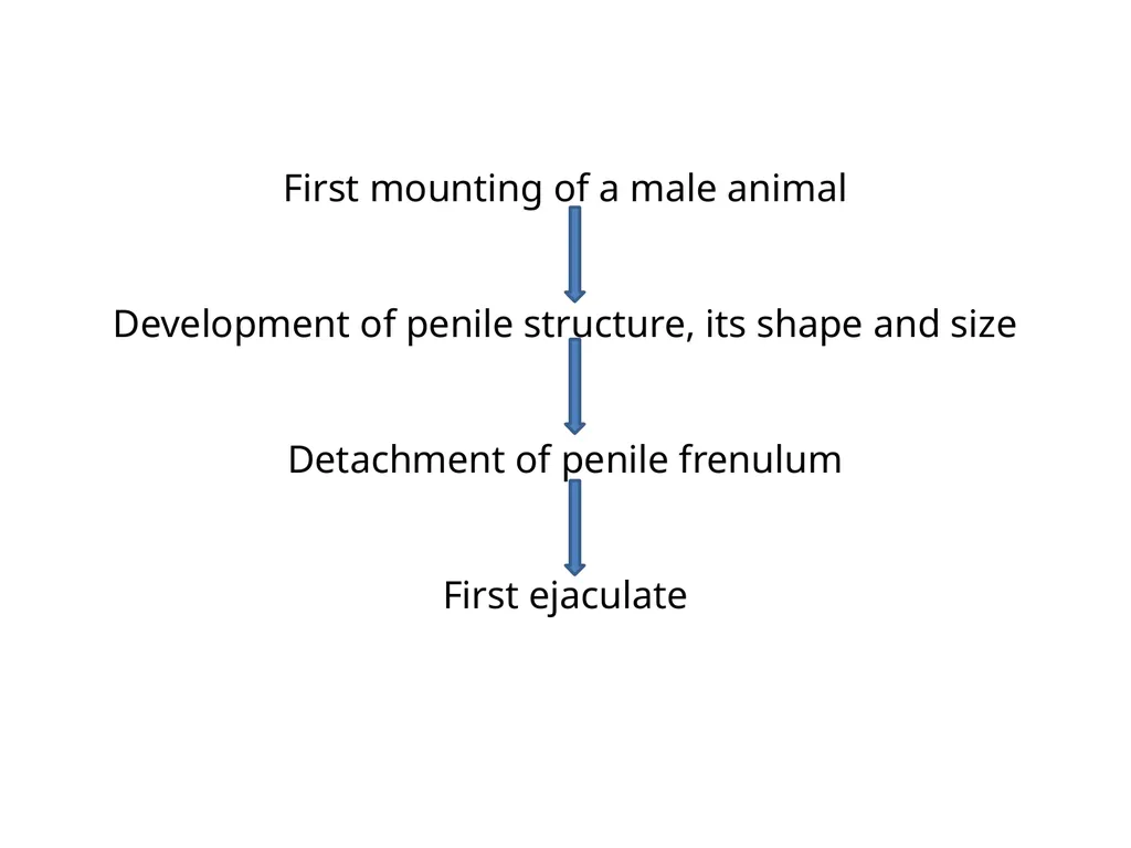 Puberty & sexual maturity in male animals - Dr. - slide 4 of 11