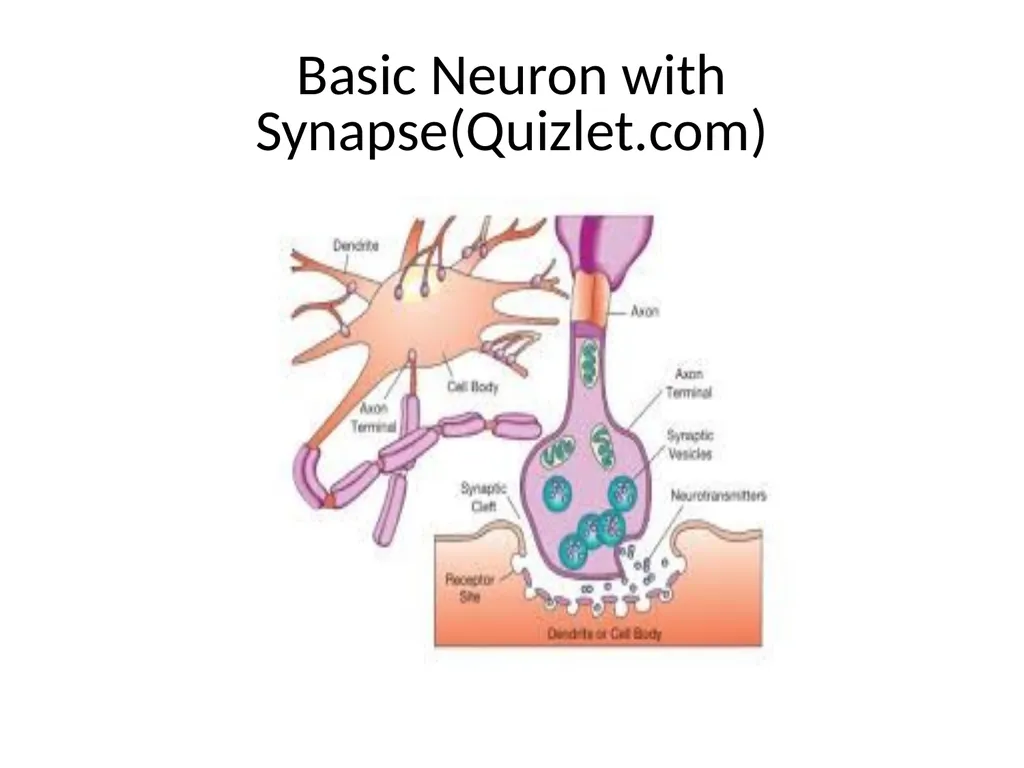 BRAIN RESEARCH INFORMATION RELATED TO TEACHING - slide 8 of 18