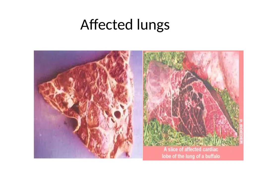 PASTEURELLOSIS Genus – PASTEURELLA MANNHEIMIA P. - slide 16 of 30