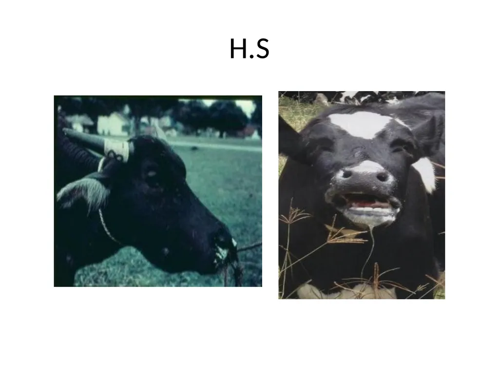 PASTEURELLOSIS Genus – PASTEURELLA MANNHEIMIA P. - slide 14 of 30