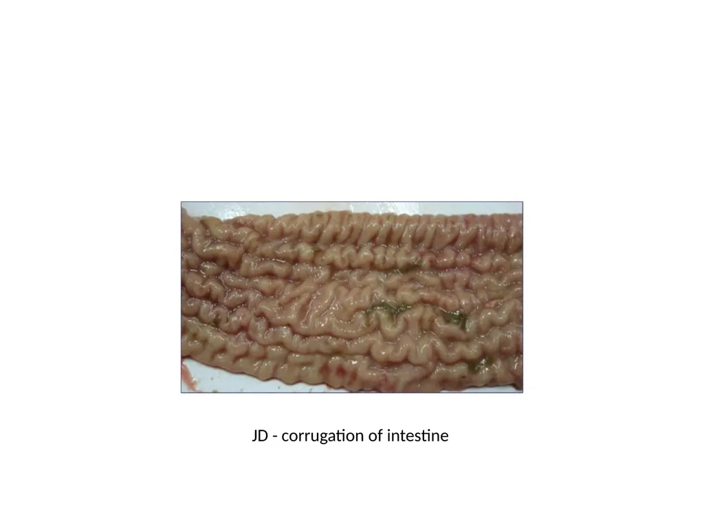 PASTEURELLOSIS Genus – PASTEURELLA MANNHEIMIA P. - slide 29 of 30