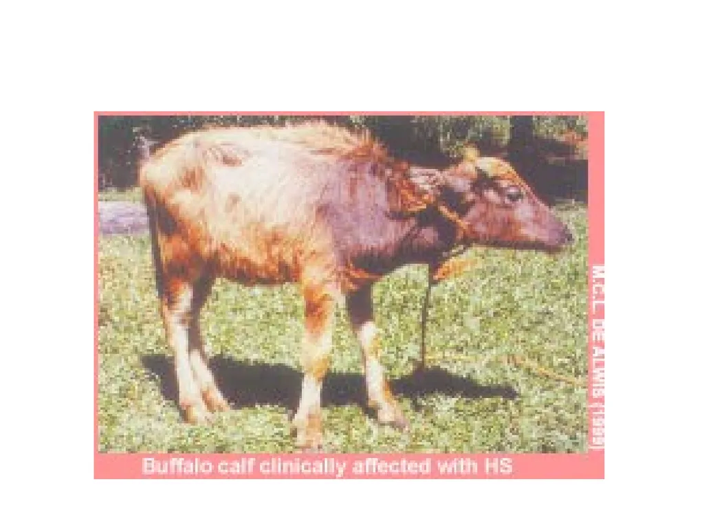 PASTEURELLOSIS Genus – PASTEURELLA MANNHEIMIA P. - slide 6 of 30