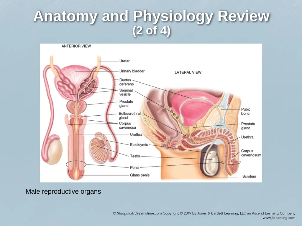 Chapter 29 Genitourinary and Renal Disorders - slide 4 of 52