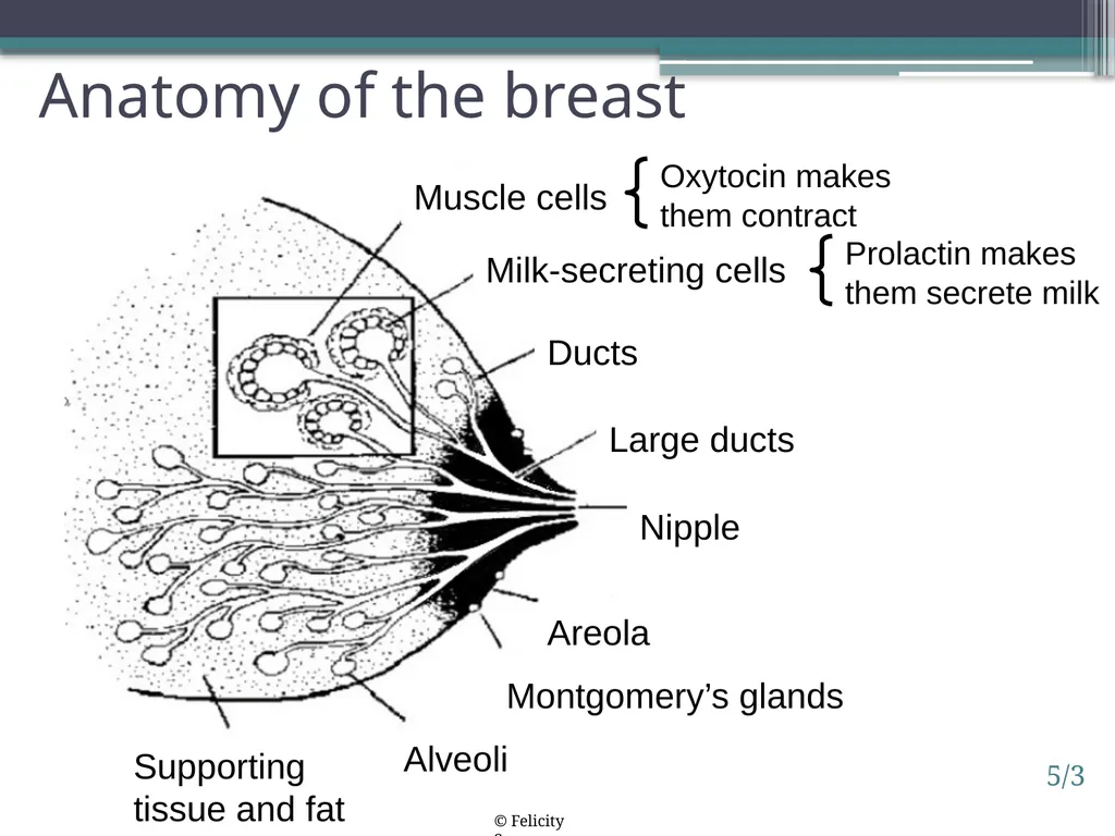 Session 5. How breastfeeding works 5/1 © - slide 3 of 16