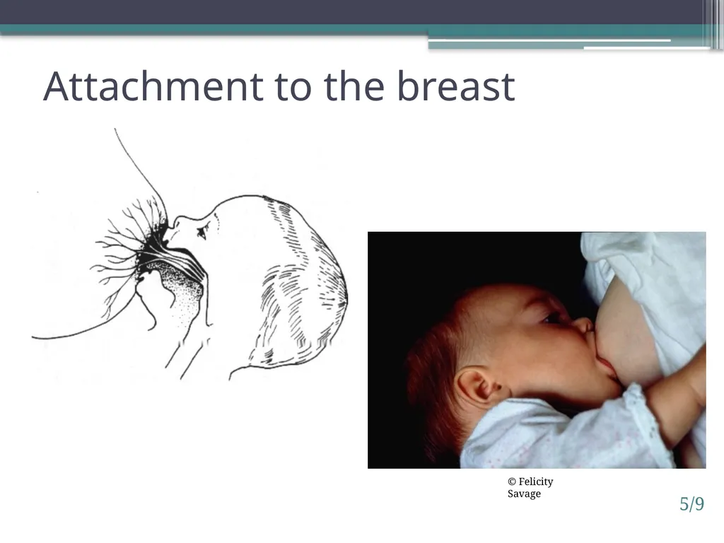 Session 5. How breastfeeding works 5/1 © - slide 9 of 16