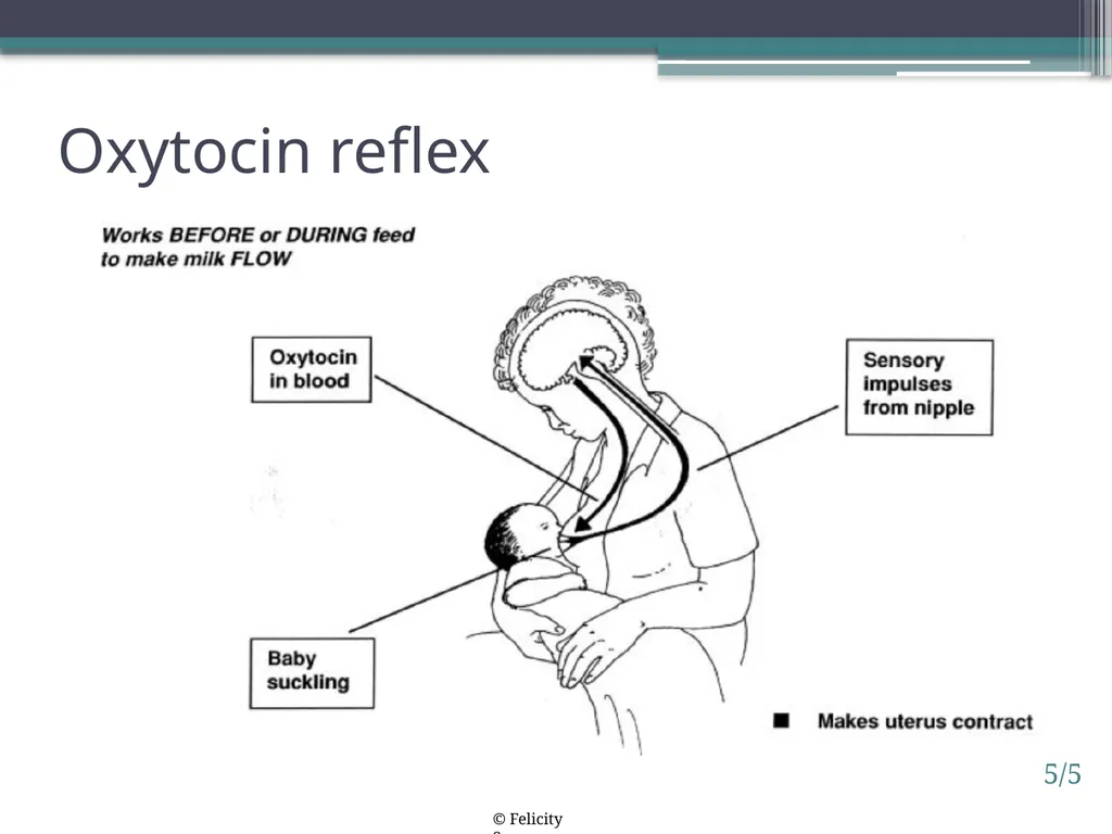 Session 5. How breastfeeding works 5/1 © - slide 5 of 16