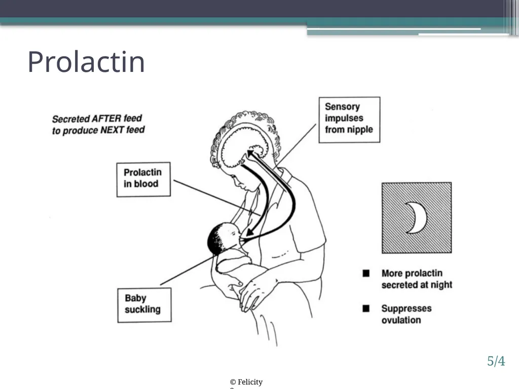 Session 5. How breastfeeding works 5/1 © - slide 4 of 16