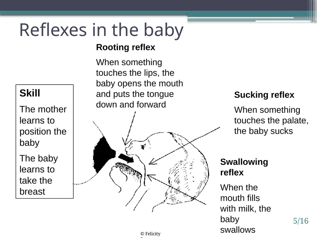 Session 5. How breastfeeding works 5/1 © - slide 16 of 16