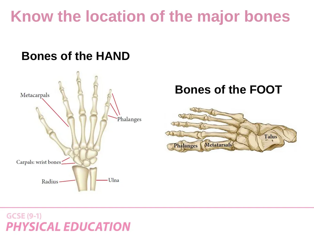 Applied Anatomy and Physiology Learning Outcomes - slide 12 of 33