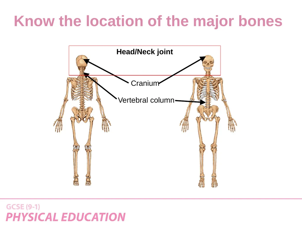 Applied Anatomy and Physiology Learning Outcomes - slide 5 of 33