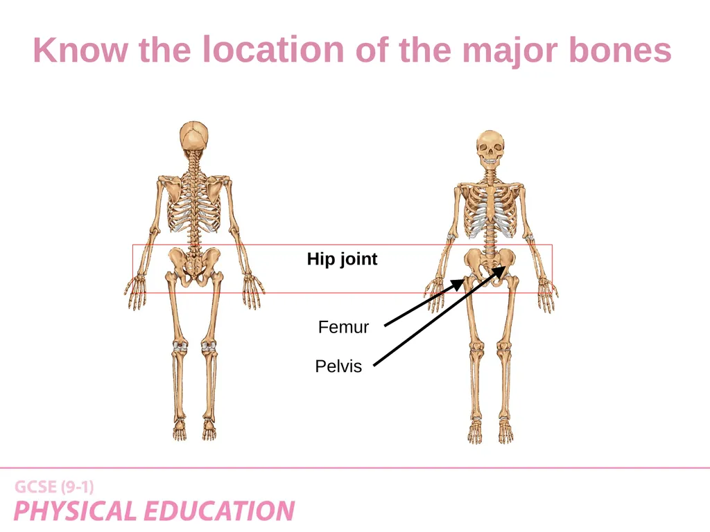 Applied Anatomy and Physiology Learning Outcomes - slide 9 of 33