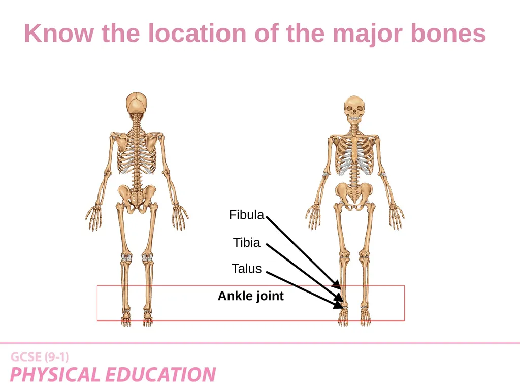 Applied Anatomy and Physiology Learning Outcomes - slide 11 of 33