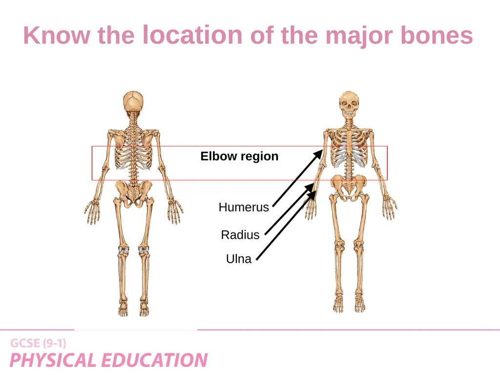 Applied Anatomy and Physiology Learning Outcomes - slide 8 of 33