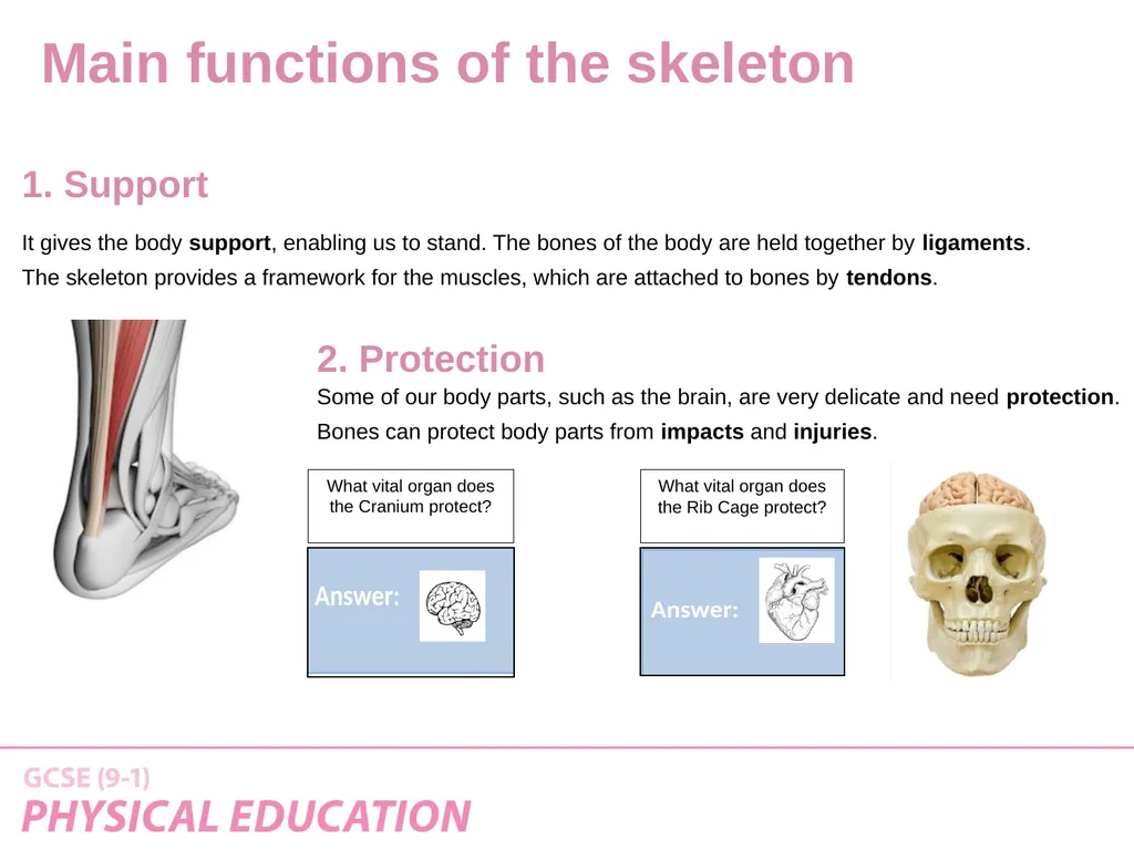Applied Anatomy and Physiology Learning Outcomes - slide 15 of 33