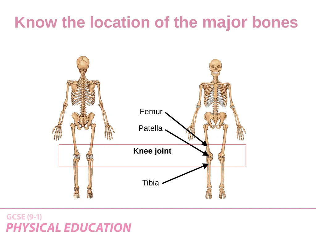 Applied Anatomy and Physiology Learning Outcomes - slide 10 of 33
