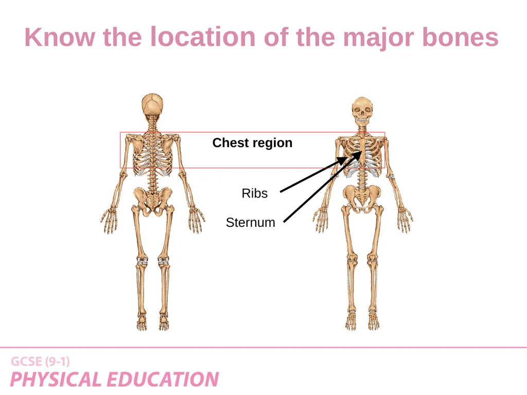 Applied Anatomy and Physiology Learning Outcomes - slide 7 of 33