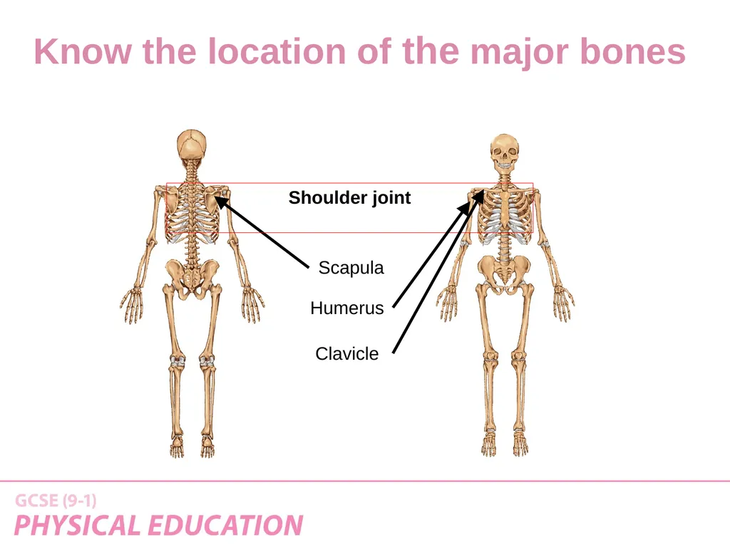 Applied Anatomy and Physiology Learning Outcomes - slide 6 of 33