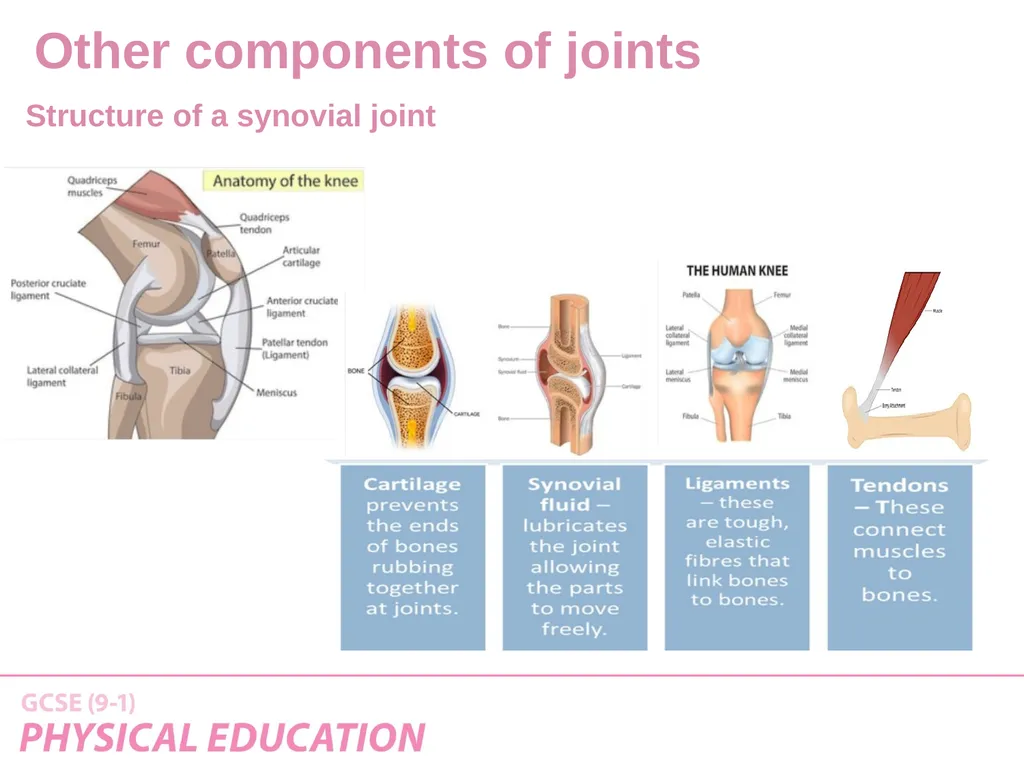 Applied Anatomy and Physiology Learning Outcomes - slide 30 of 33