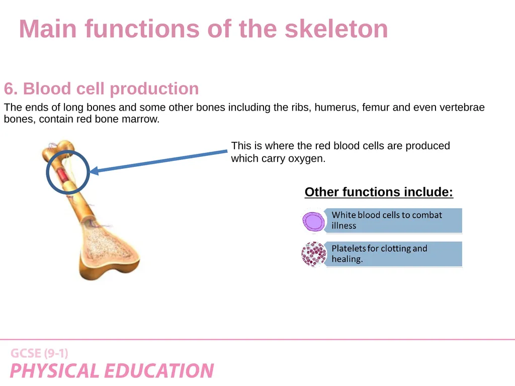 Applied Anatomy and Physiology Learning Outcomes - slide 18 of 33