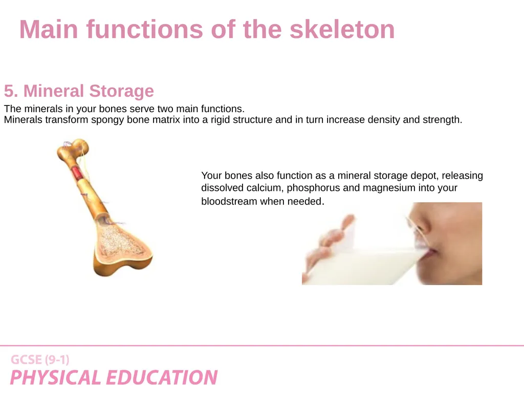 Applied Anatomy and Physiology Learning Outcomes - slide 17 of 33
