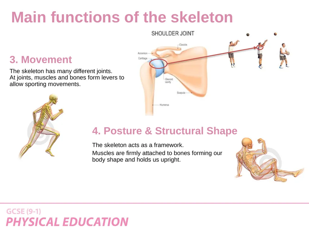 Applied Anatomy and Physiology Learning Outcomes - slide 16 of 33