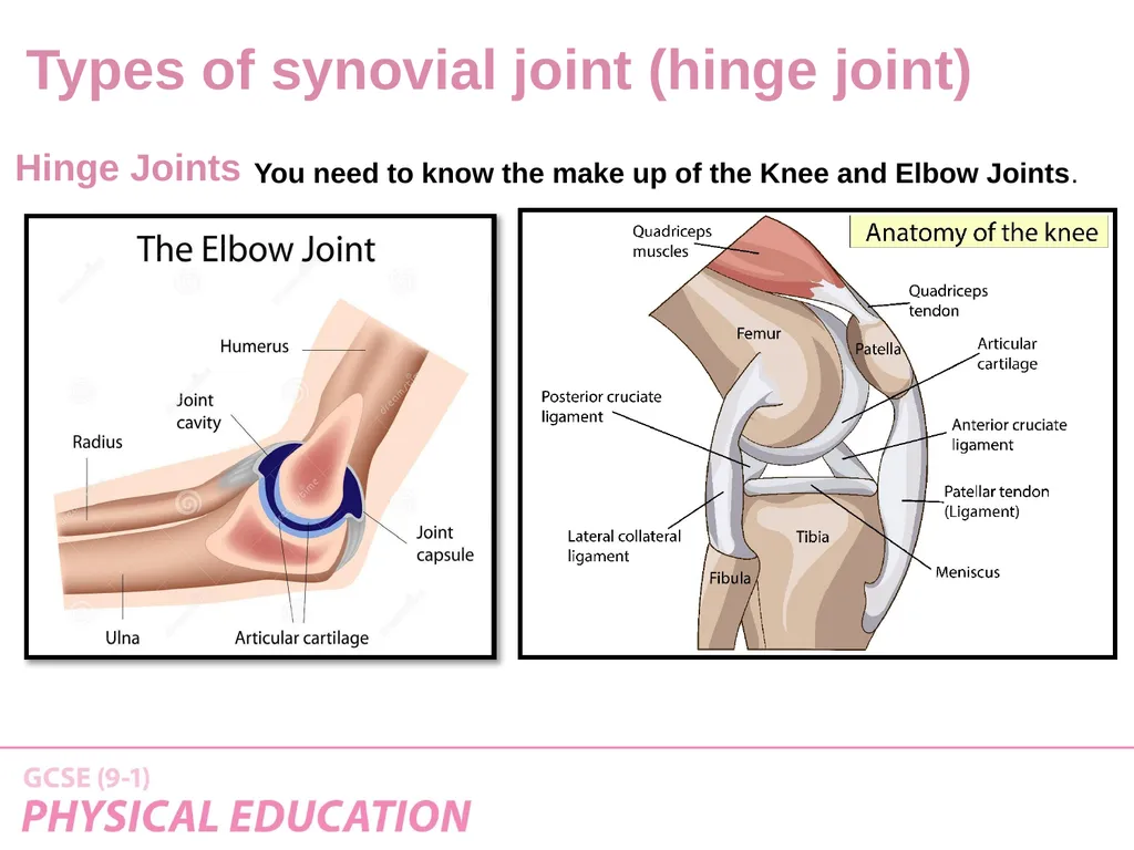 Applied Anatomy and Physiology Learning Outcomes - slide 22 of 33