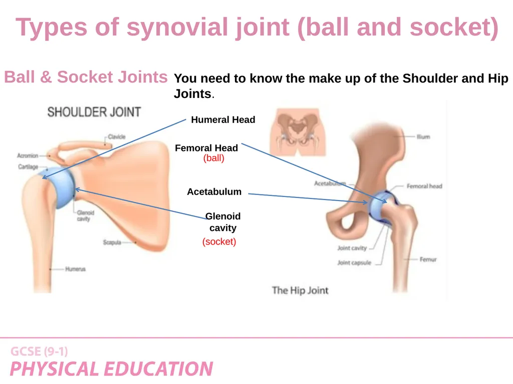 Applied Anatomy and Physiology Learning Outcomes - slide 24 of 33