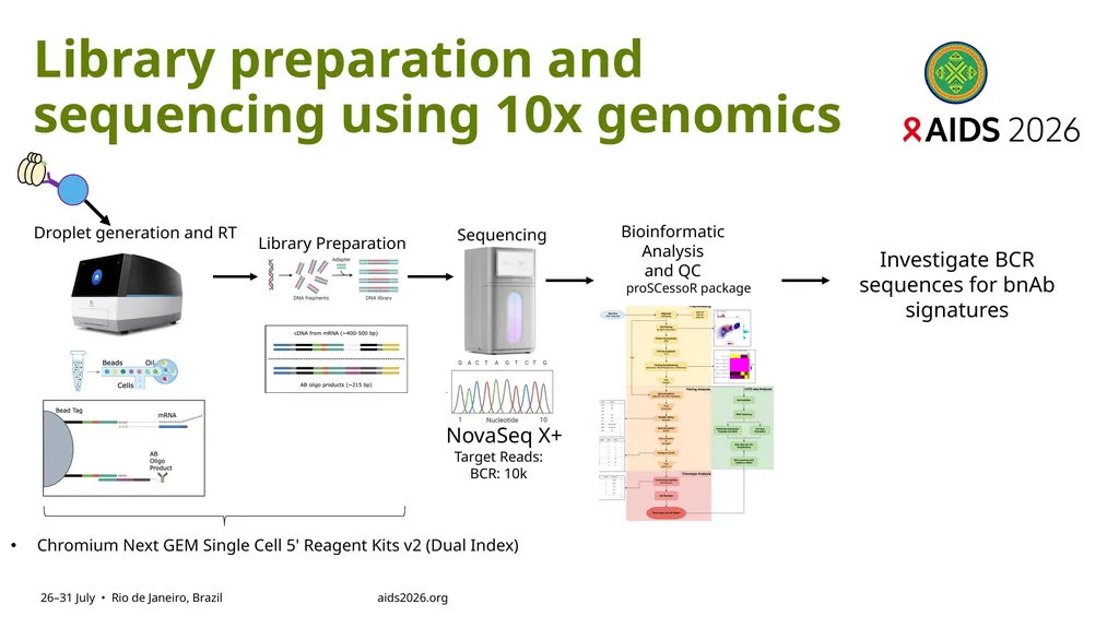 Immune profiling of antigen—specific B cell - slide 13 of 36