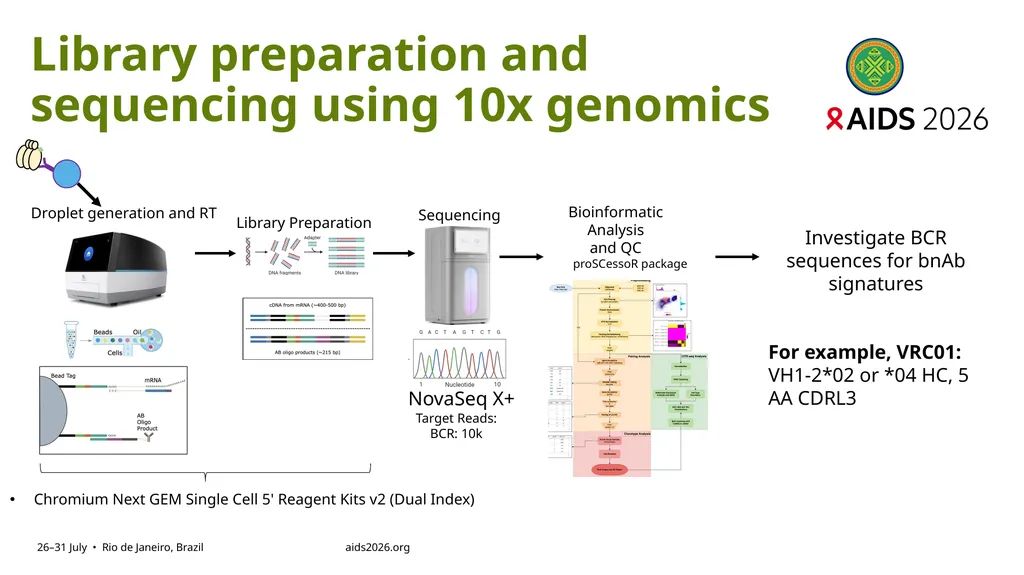 Immune profiling of antigen—specific B cell - slide 14 of 36