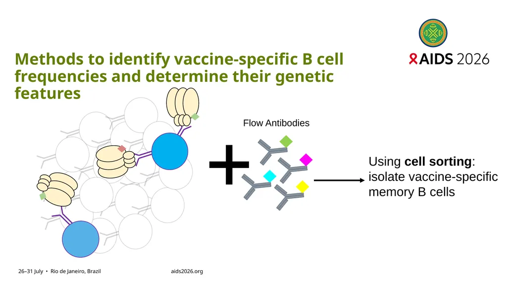 Immune profiling of antigen—specific B cell - slide 11 of 36