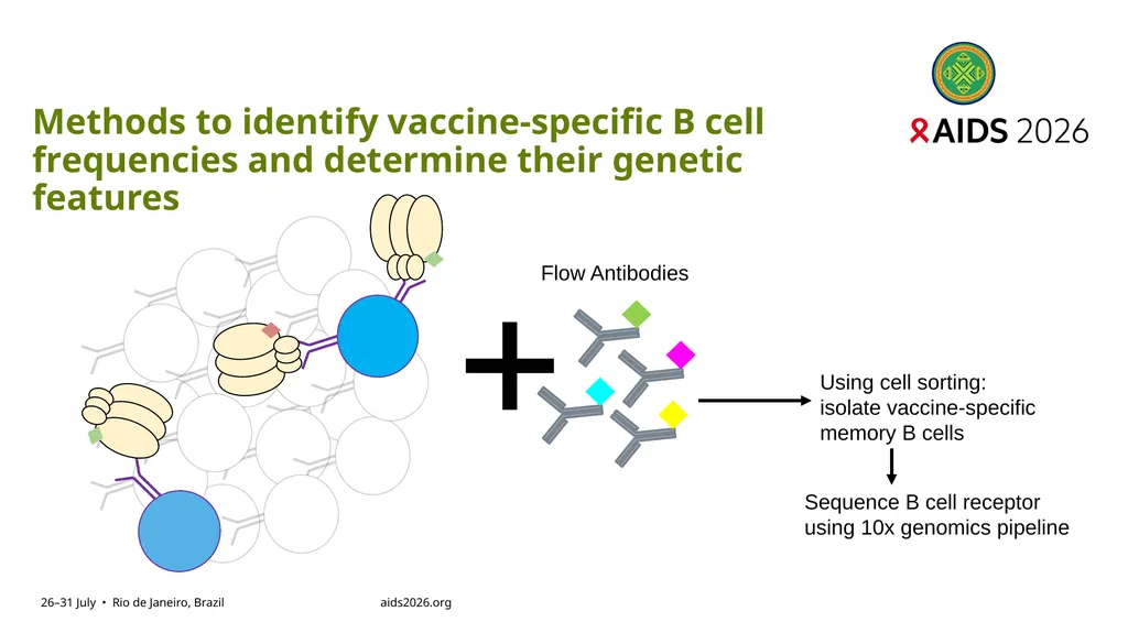 Immune profiling of antigen—specific B cell - slide 12 of 36