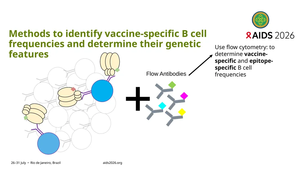 Immune profiling of antigen—specific B cell - slide 8 of 36