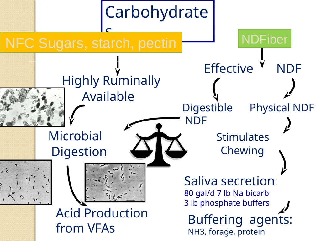 Dairy Cattle Nutrition – The Basics Dr. L. E. - slide 40 of 49