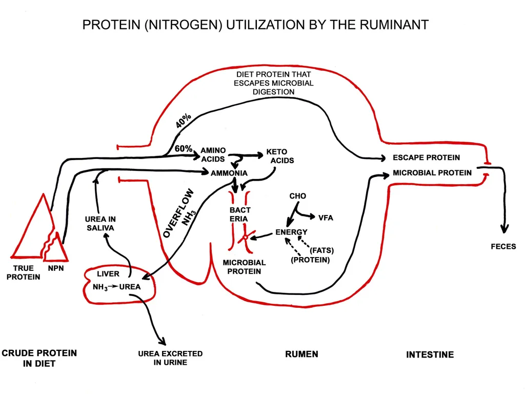 Dairy Cattle Nutrition – The Basics Dr. L. E. - slide 36 of 49