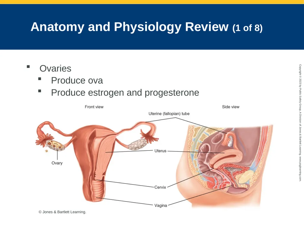 Gynecologic Emergencies CHAPTER 25: Focused - slide 6 of 51