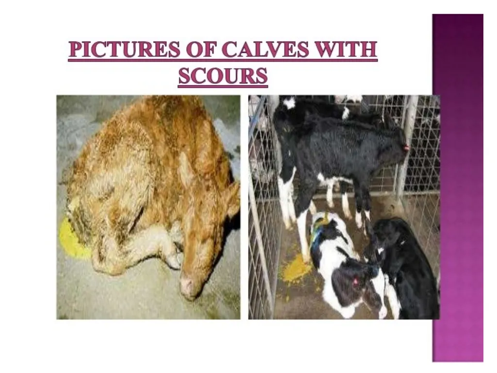 Department of Veterinary Medicine Bihar Veterinary - slide 5 of 10