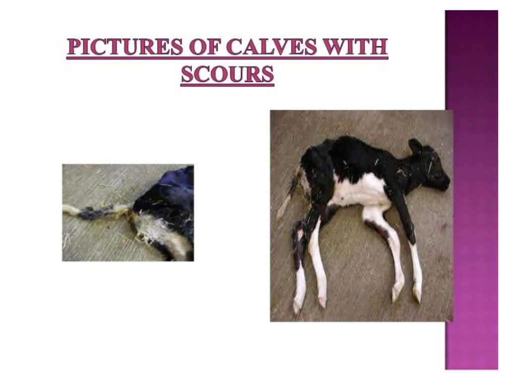 Department of Veterinary Medicine Bihar Veterinary - slide 6 of 10