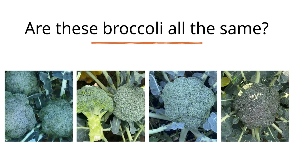 Broccoli cultivars Are these broccoli all the - slide 3 of 22
